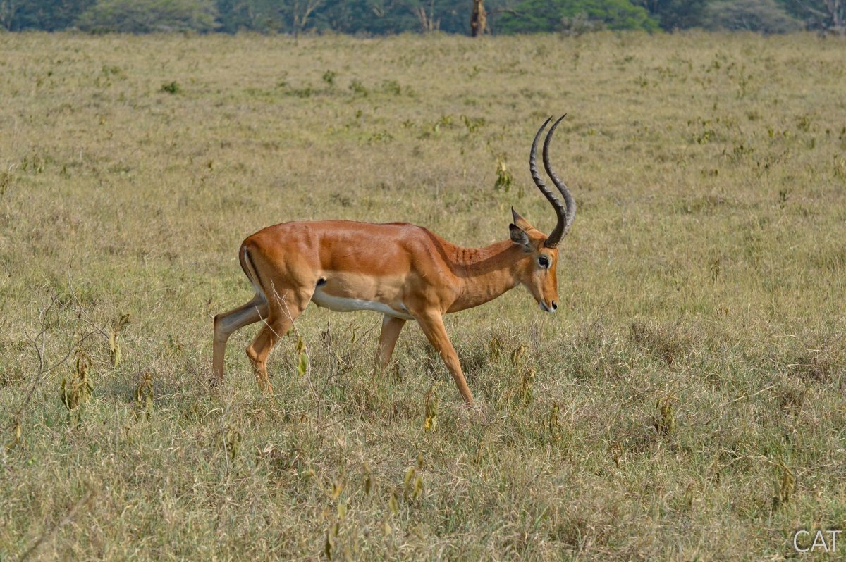 The Big 5 (Kenya and Tanzania)