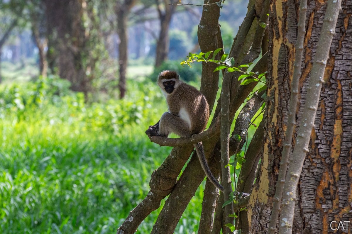 The Big 5 (Kenya and Tanzania)