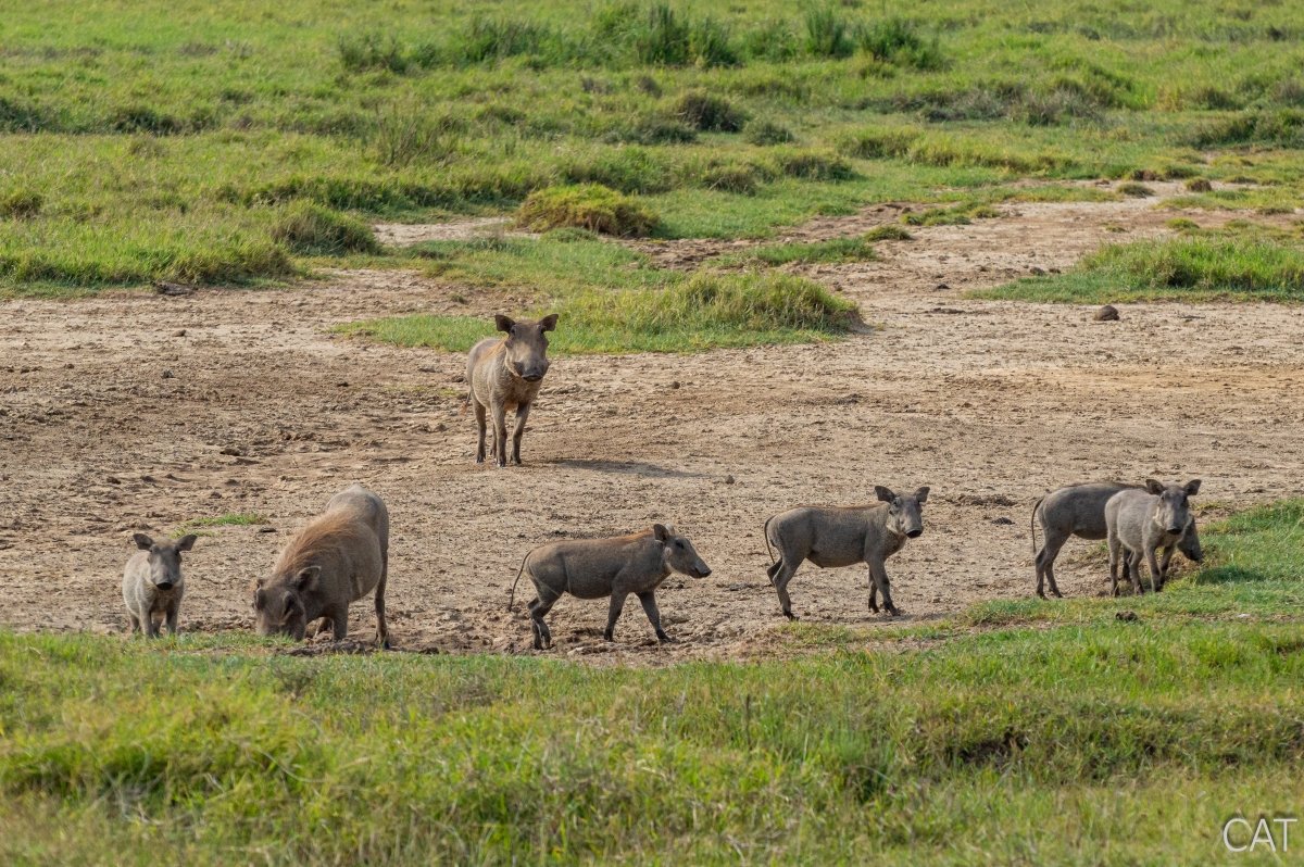 The Big 5 (Kenya and Tanzania)