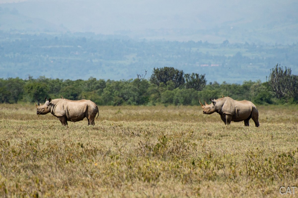 The Big 5 (Kenya and Tanzania)