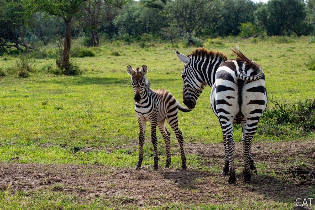 The Big 5 (Kenya and Tanzania)