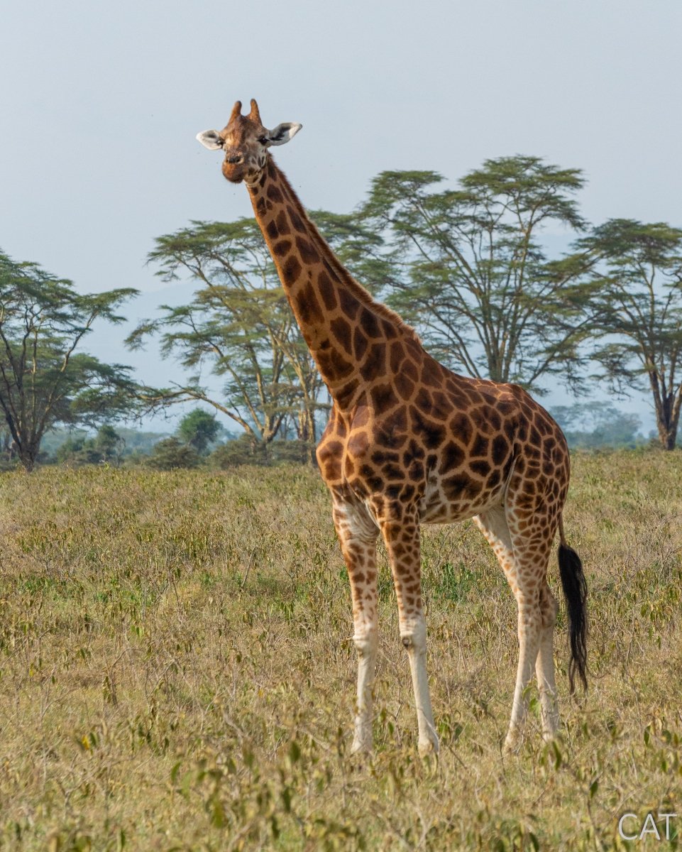 The Big 5 (Kenya and Tanzania)