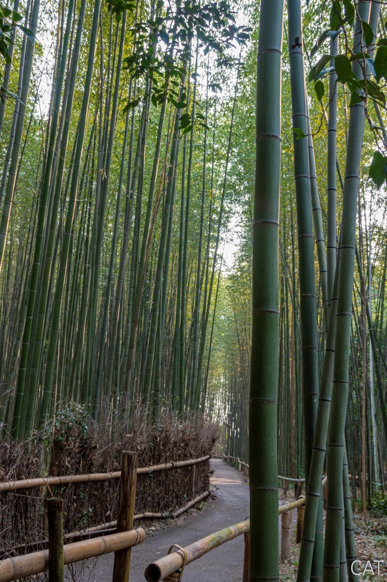 The Best of Kyoto in 3 days_Arashiyama Bamboo Forest