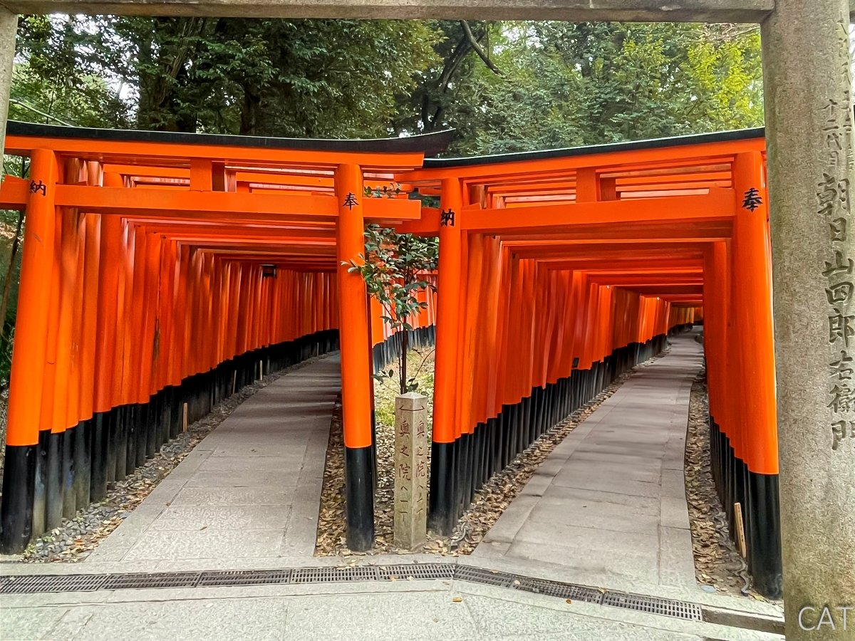 The Best of Kyoto in 3 days_Fushimi Inari Shrine_Torii Gates