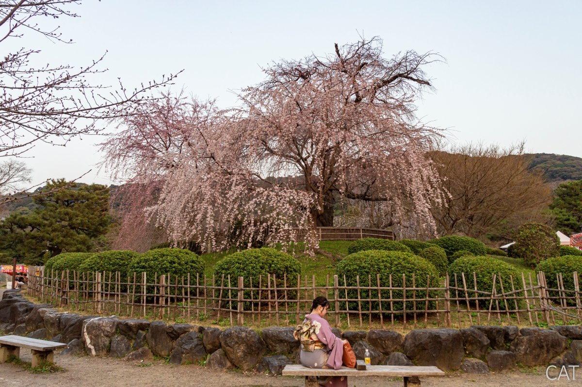 Kyoto_Maruyama Park