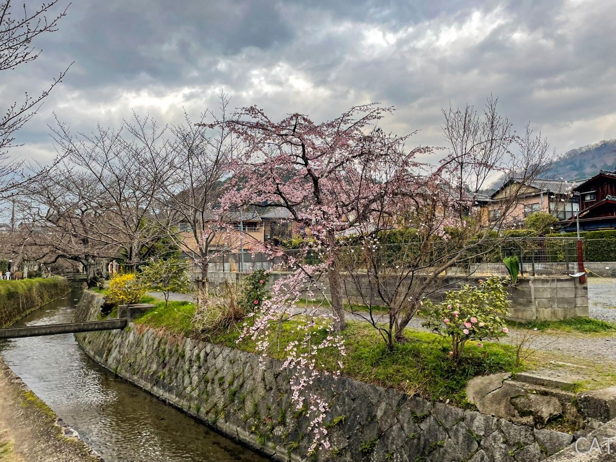The Best of Kyoto in 3 days_Philosopher's Path