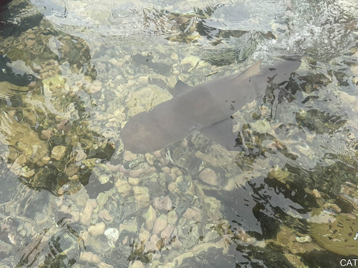Lemon shark