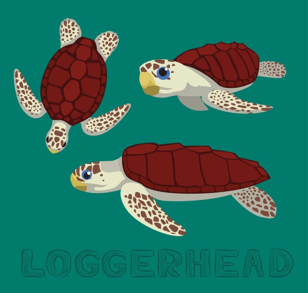 Loggerhead Turtle
