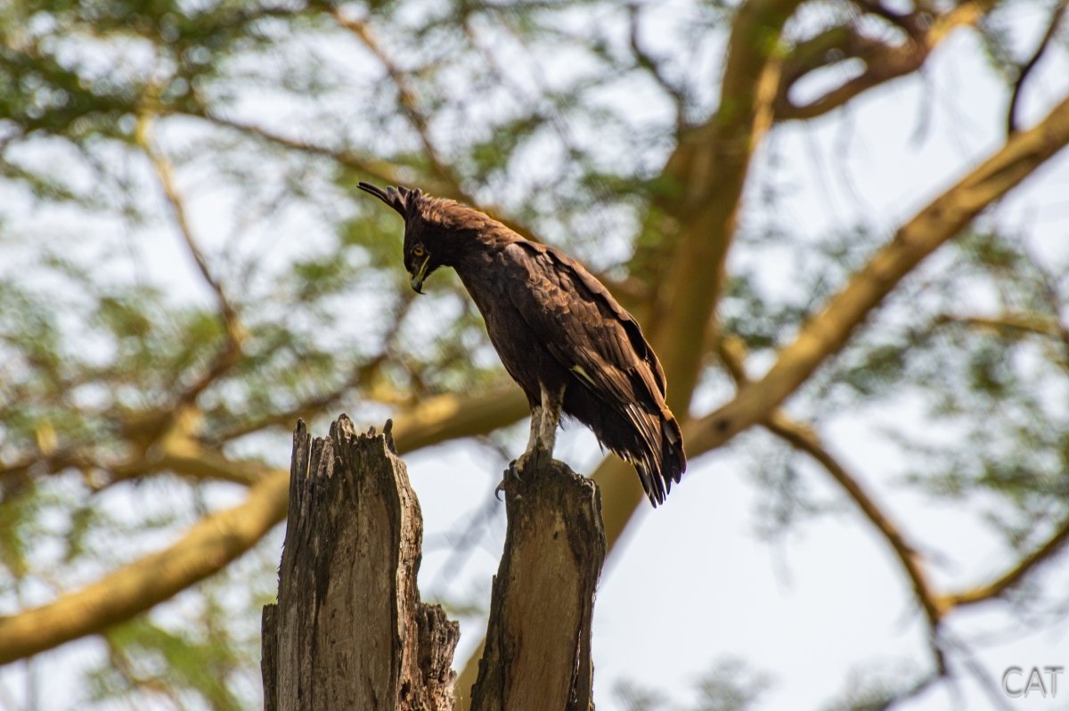 The Big 5 (Kenya and Tanzania)