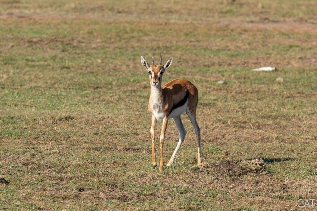 The Big 5 (Kenya and Tanzania)