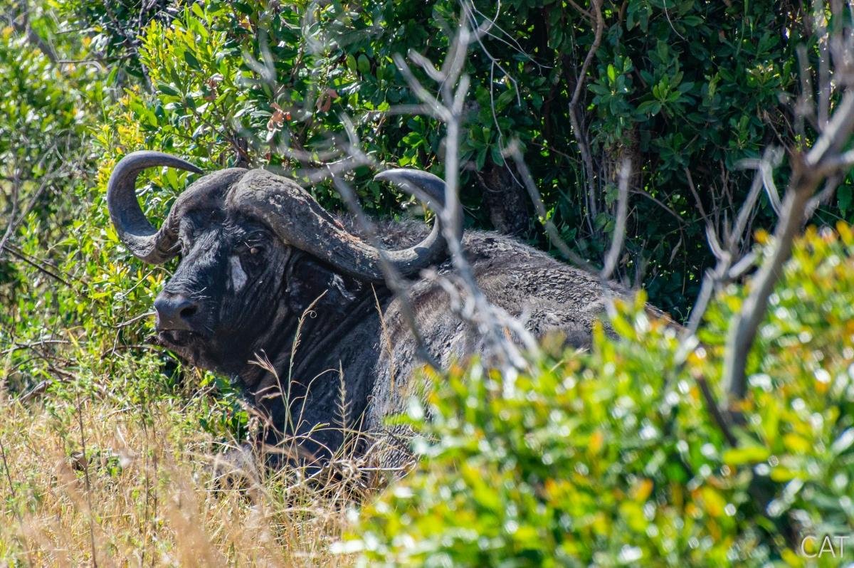 The Big 5 (Kenya and Tanzania)