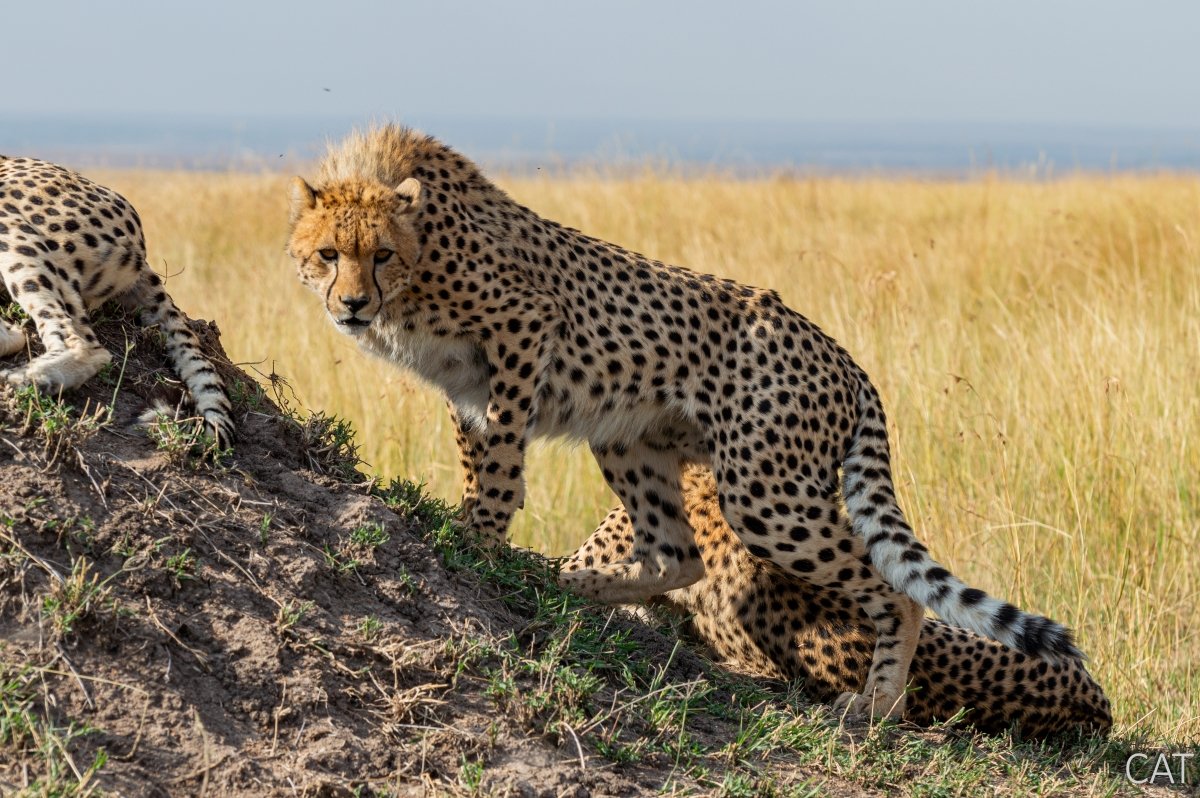 The Big 5 (Kenya and Tanzania)
