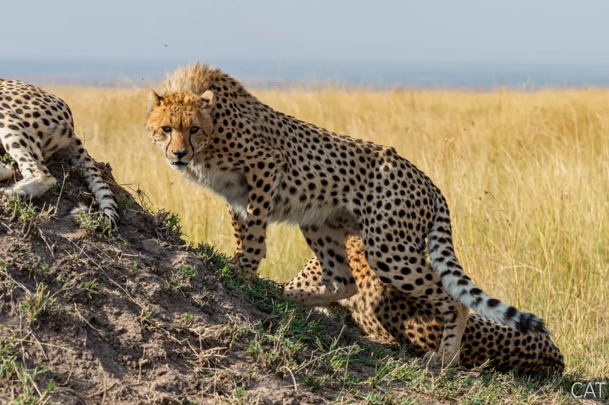 The Big 5 (Kenya and Tanzania)