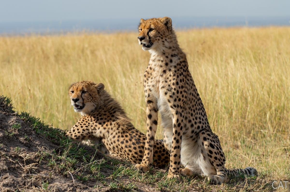 The Big 5 (Kenya and Tanzania)