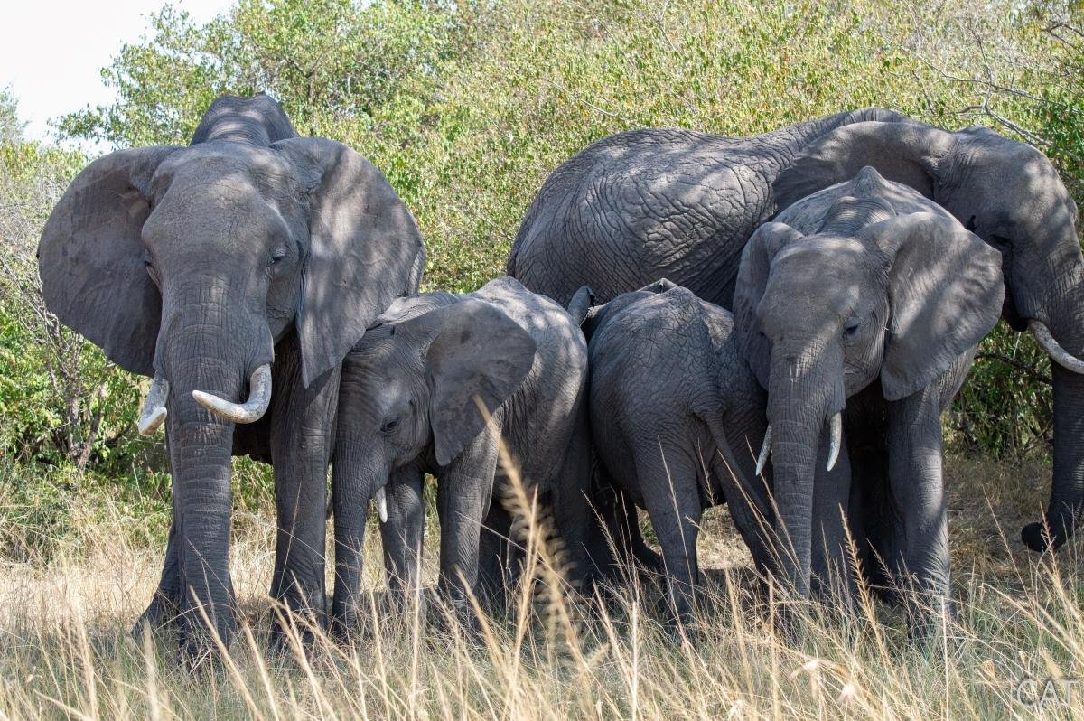 The Big 5 (Kenya and Tanzania)