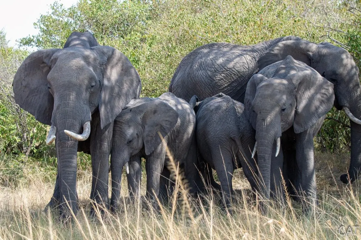 The Big 5 (Kenya and Tanzania)