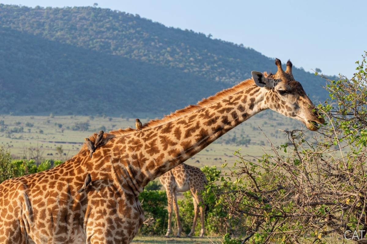 The Big 5 (Kenya and Tanzania)