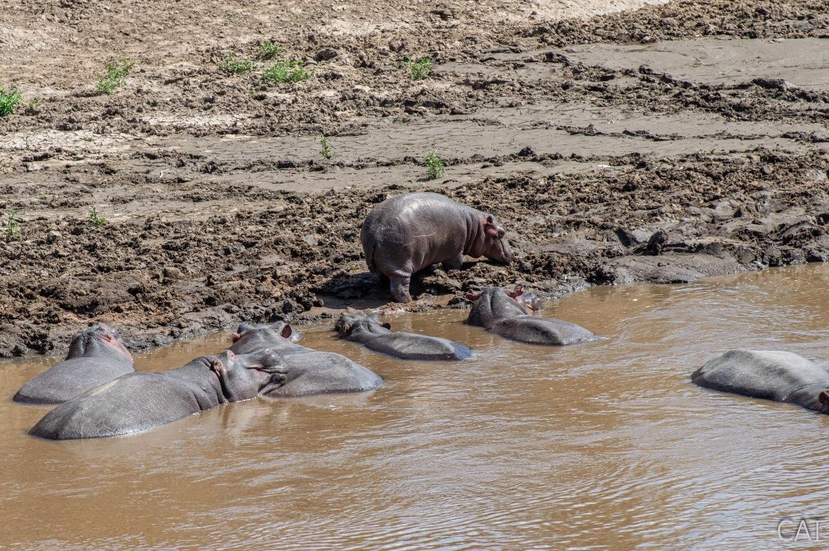 The Big 5 (Kenya and Tanzania)