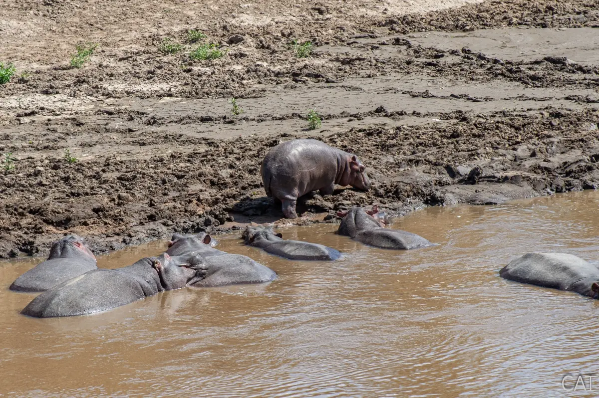 The Big 5 (Kenya and Tanzania)