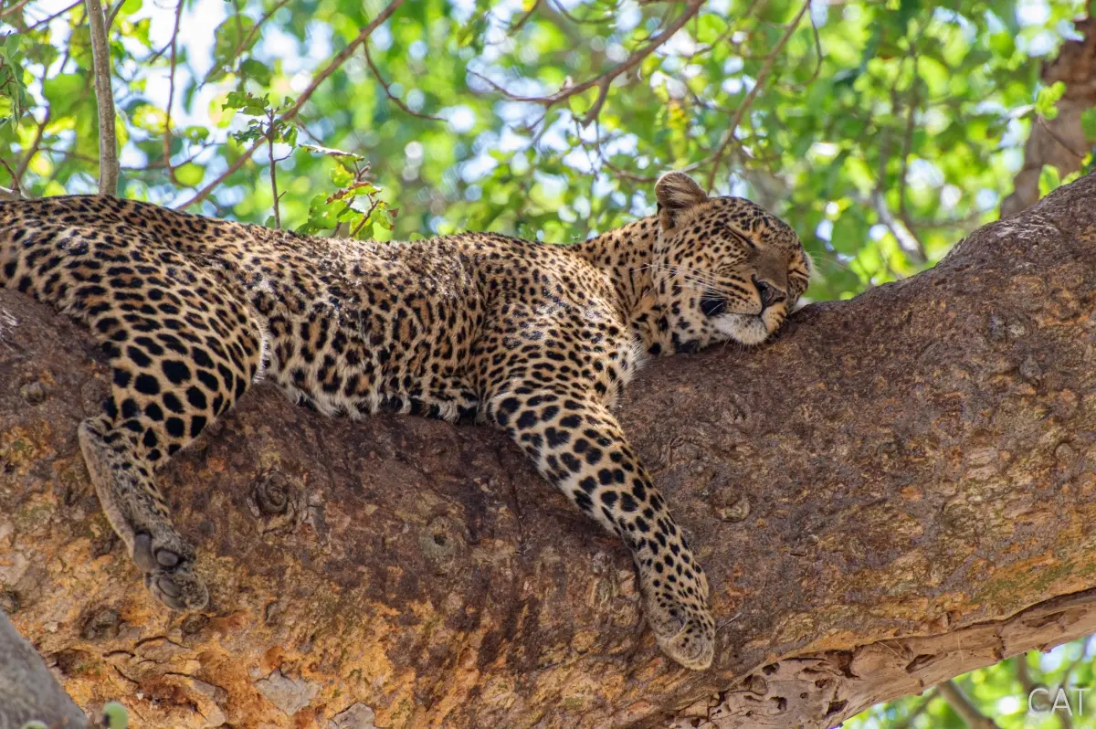 The Big 5 (Kenya and Tanzania)