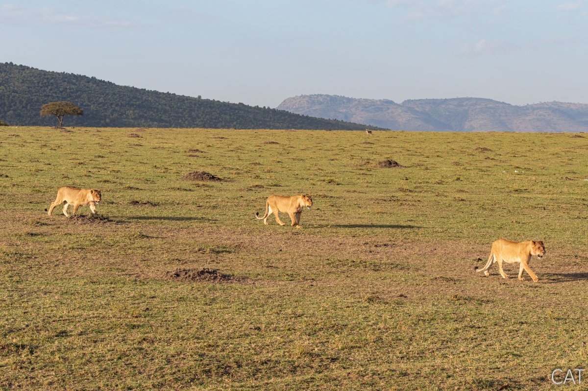 The Big 5 (Kenya and Tanzania)