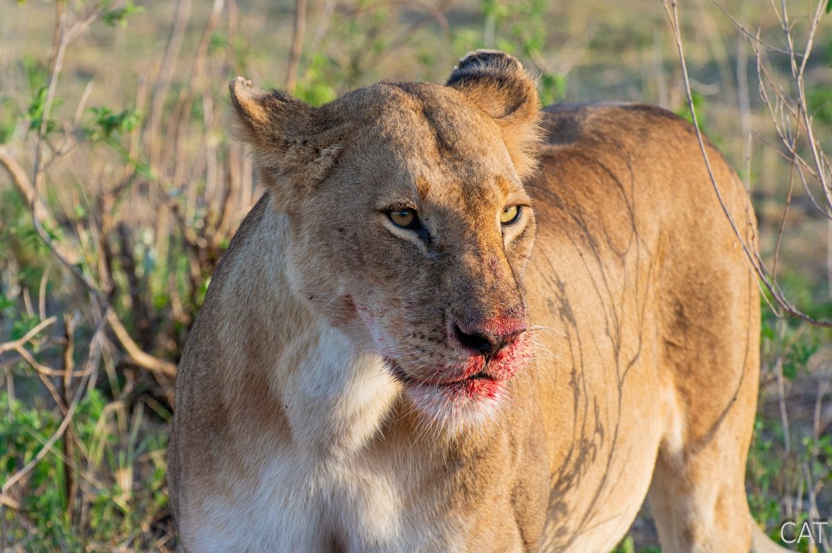 The Big 5 (Kenya and Tanzania)
