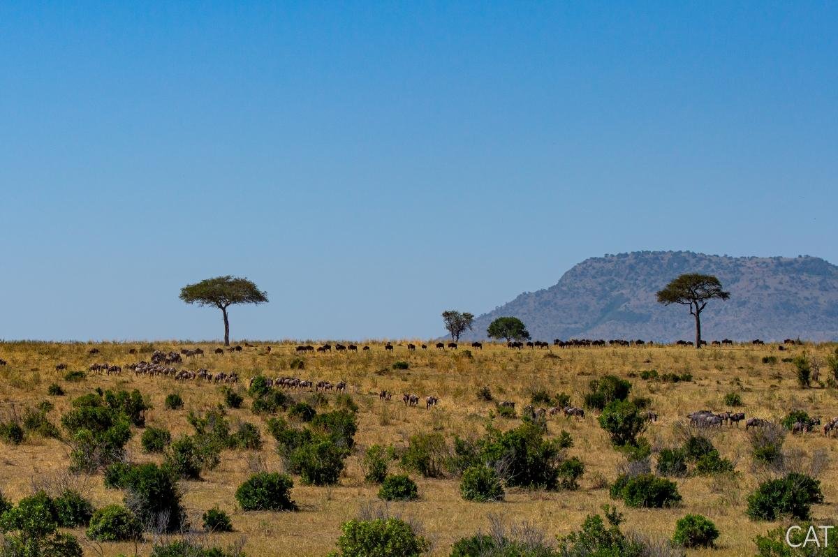 The Big 5 (Kenya and Tanzania)