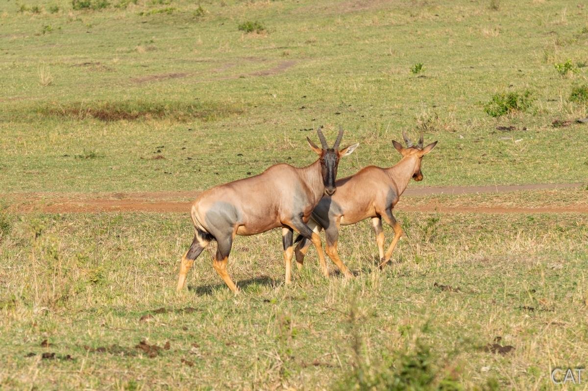 The Big 5 (Kenya and Tanzania)