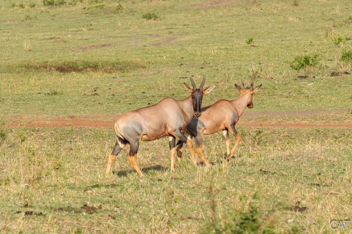 The Big 5 (Kenya and Tanzania)