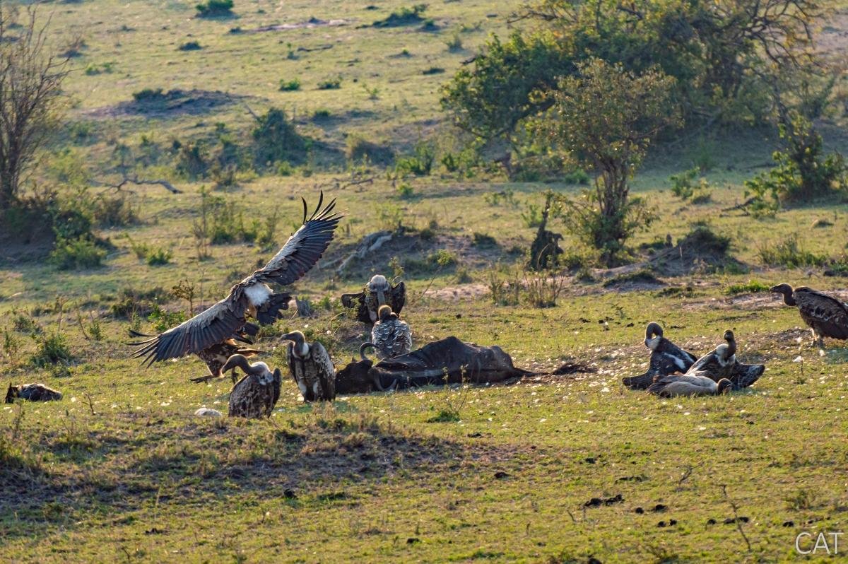 The Big 5 (Kenya and Tanzania)