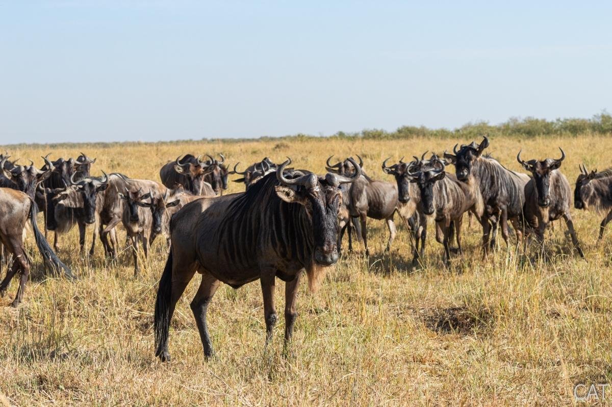 The Big 5 (Kenya and Tanzania)