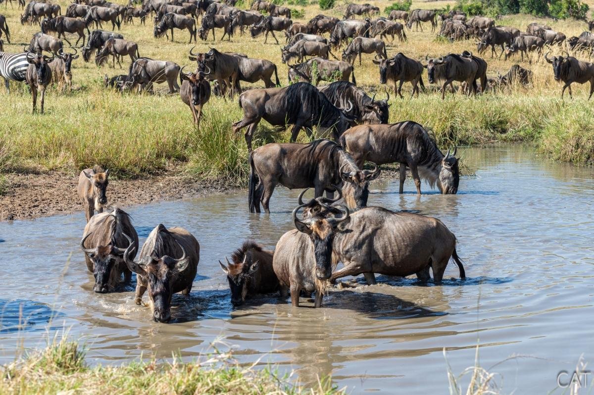 The Big 5 (Kenya and Tanzania)