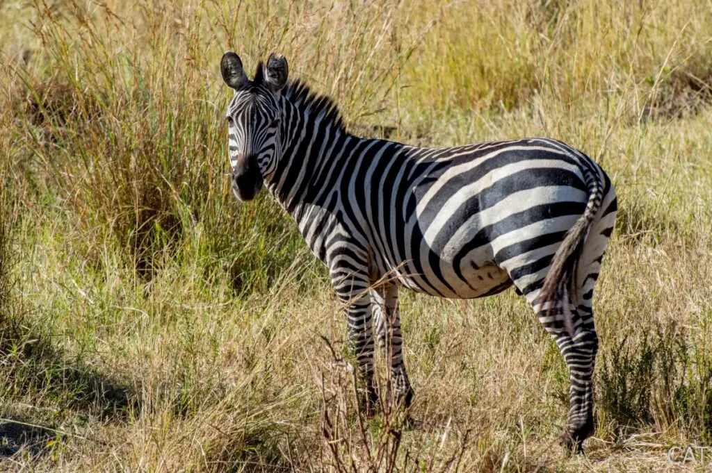 The Big 5 (Kenya and Tanzania)