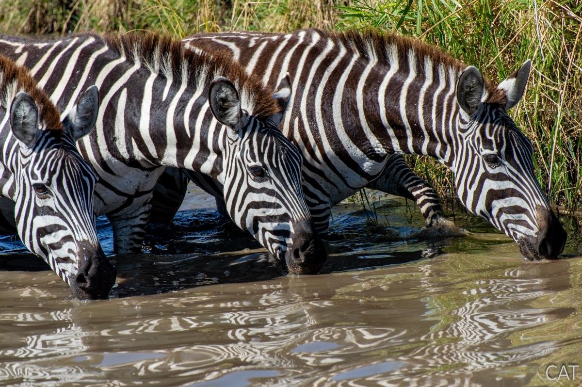 The Big 5 (Kenya and Tanzania)