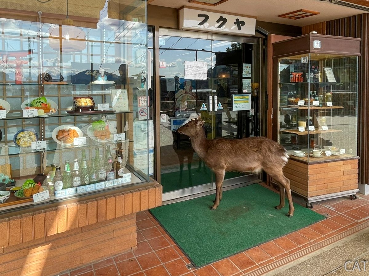 Ciervo Miyajima