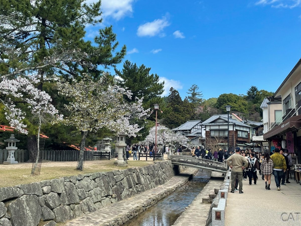 Miyajima Downtown