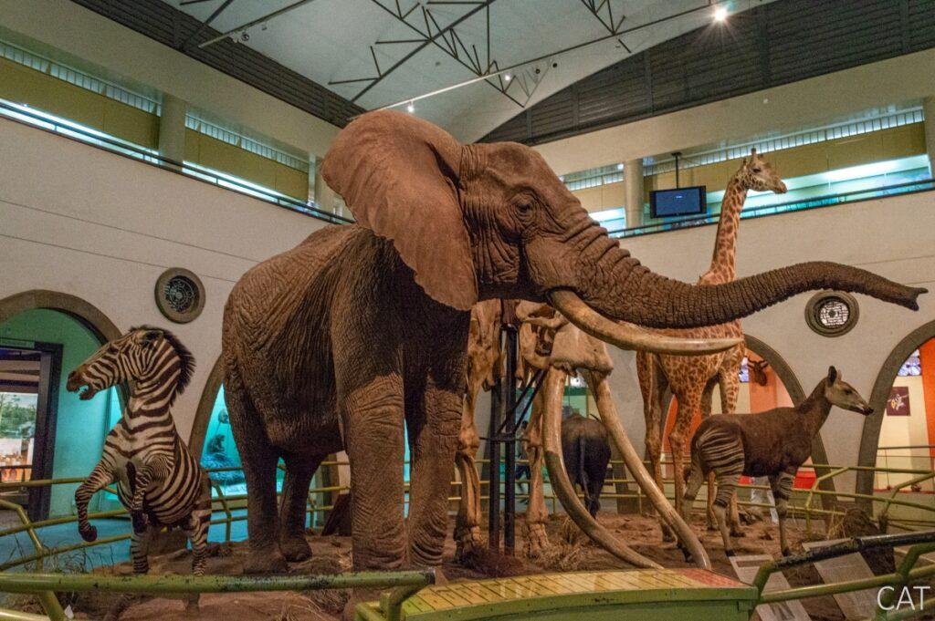 The Big 5 (Kenya and Tanzania)