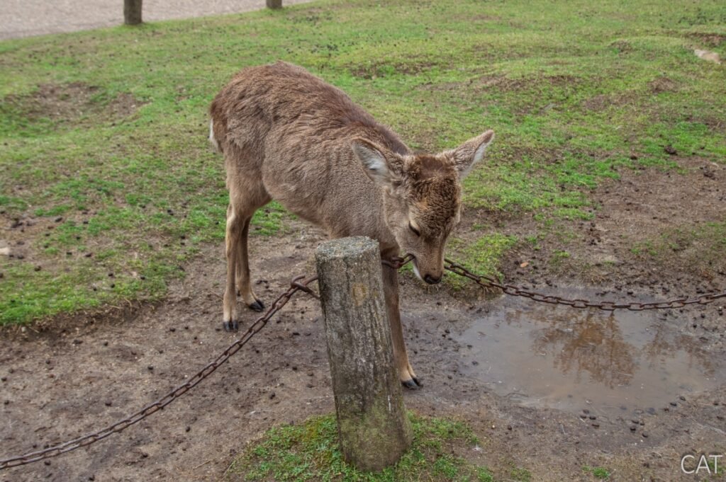 The Best of Kyoto in 3 days: Nara Park_Deer