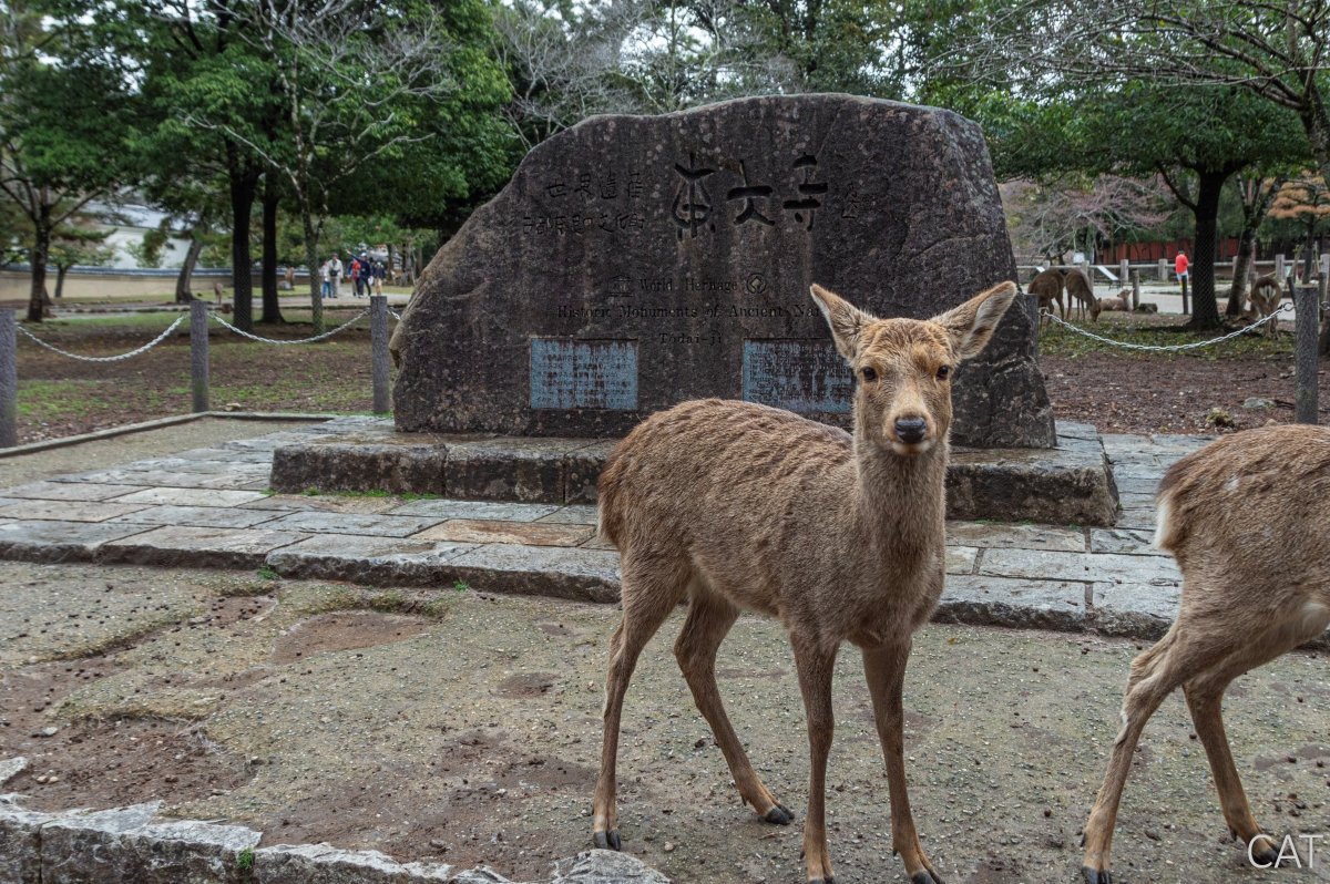 The Best of Kyoto in 3 days: Nara Park_Deer 