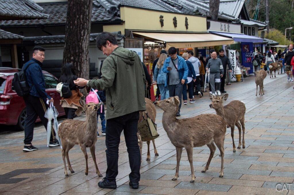 The Best of Kyoto in 3 days: Nara Park_Deers