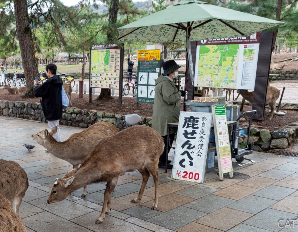 The Best of Kyoto in 3 days: Nara Park_shika senbei stall