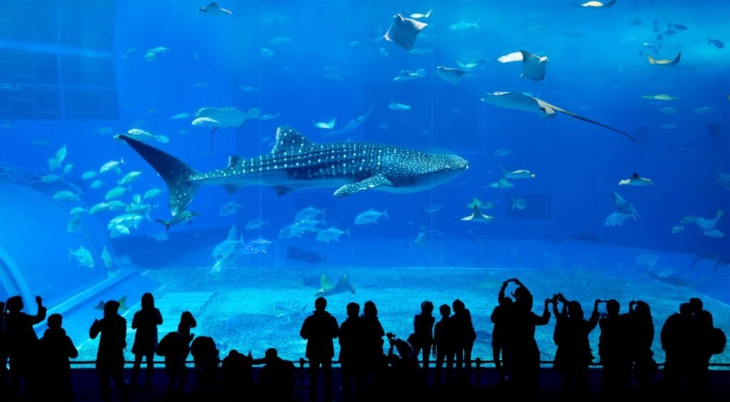 Okinawa_Churaumi Aquarium