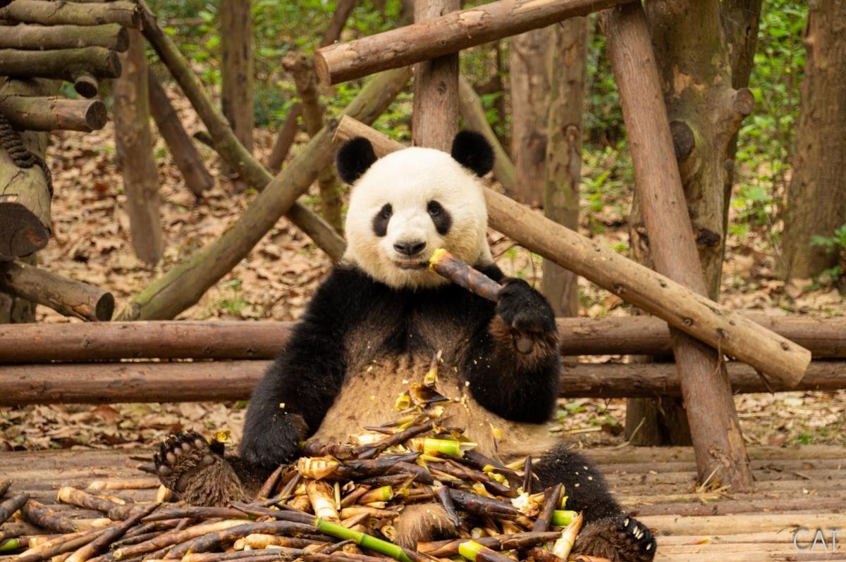 China in 10 days