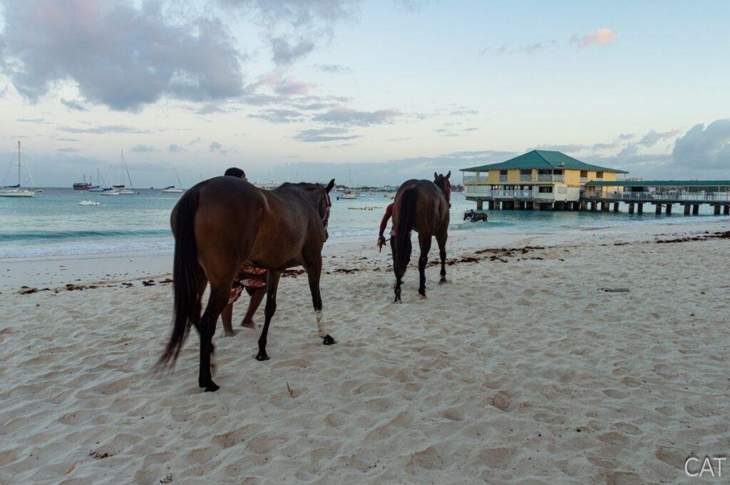 10 days in Barbados