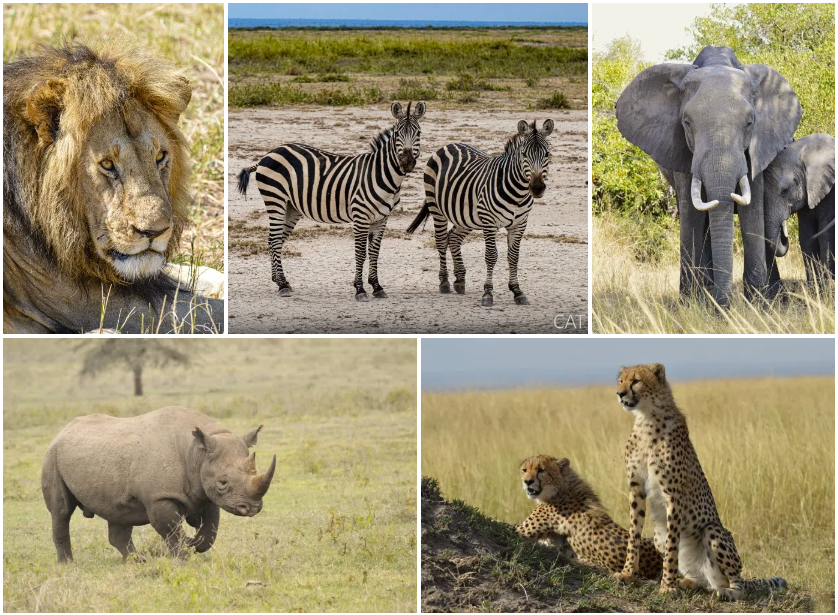 Tipos de viajes - Safari