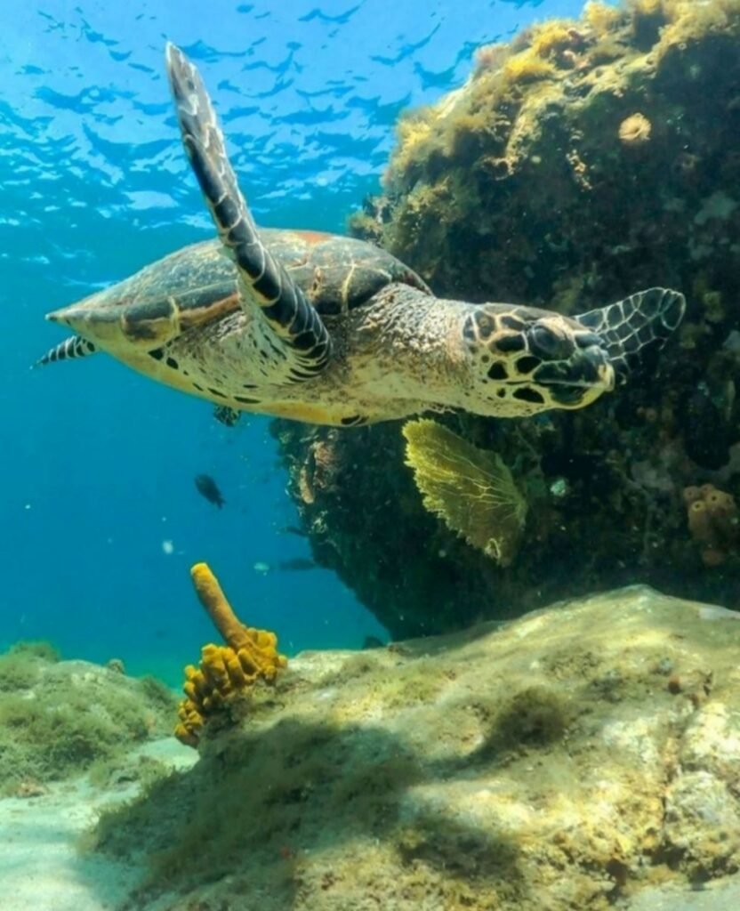 Sea Turtle swimming