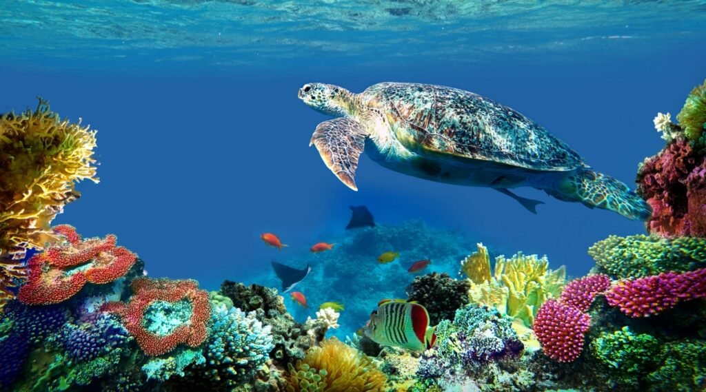 Sea turtle swimming in red sea