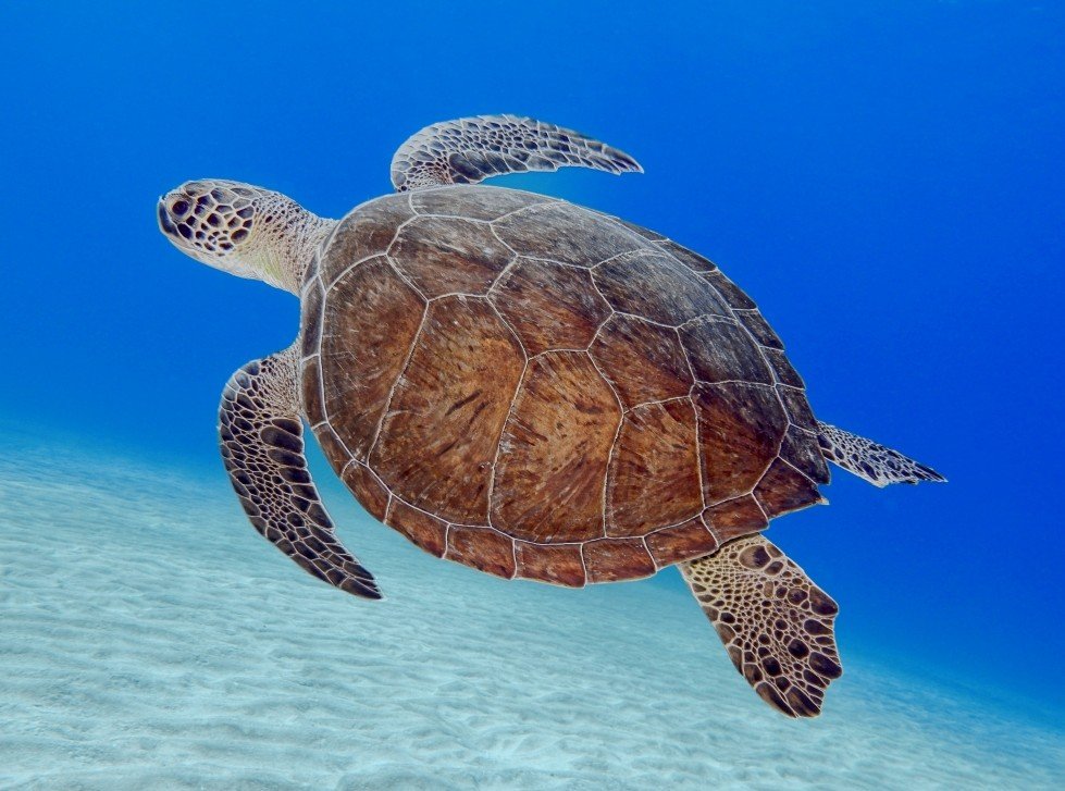 Sea turtle
