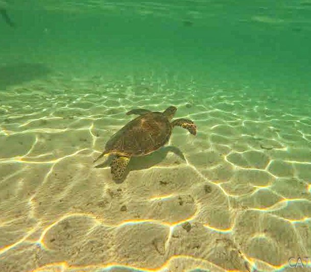 Nadando con tortugas