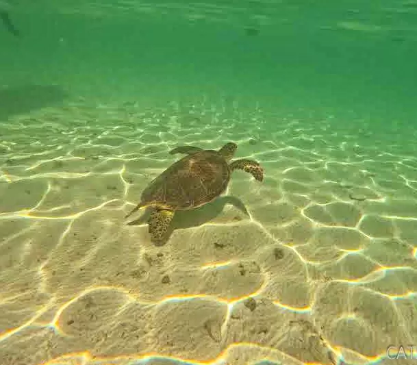 Swimming-with-turtles